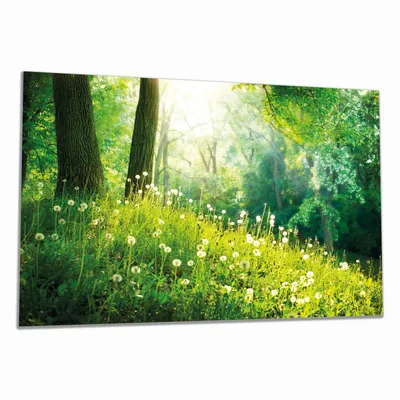 Produktbild von Wallario Herdabdeckplatte aus Glas, Größe 80 x 52 cm 1-teilig, Motiv Pusteblumen im Wald mit einfallenden Sonnenstrahlen