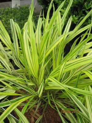 Produktbild von Goldenes Japangras - Hakonechloa macra Aureola