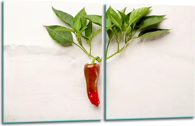 Produktbild von Herdabdeckplatten 2x40x52 Glaskeramikkochfeld 2-Teilig Glas Spritzschutz Chili