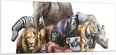 Produktbild von Bilder auf glas - Tiere Koala Löwe Affe - 100x40cm - Glasbilder - Wandbilder - Kunstdruck - zum Aufhängen bereit - Wanddekoration aus Glas - Glas Bilder - Wandbild auf Glas - GAB100x40-3166