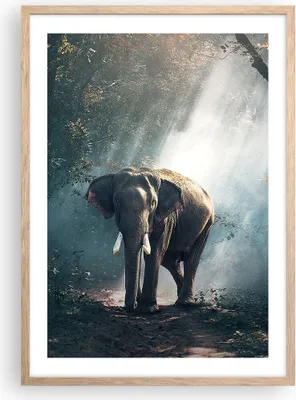 Produktbild von Gerahmtes Poster - Rahmen in heller Eiche - elefant natur - 50x70 cm - Wand Bild - Wanddeko - Wandbilder - Kunstposter - Wandposter - Bilderrahmen - Bilder - Kunstdruck - Wandbild - P2NPA50x70-3972
