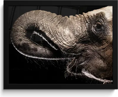 Produktbild von MuchoWow® MuchoWow® Gerahmtes Poster Elefant - Tiere - Schwarz - Natur 40x30 cm - Poster mit zchwarzem Bilderrahmen - Kunstposter - Wanddekorationen