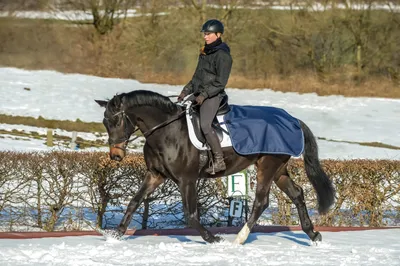 Obrázek produktu pro Bucas Jezdecký koberec Quarter Sheet Jezdecký koberec Navy 135