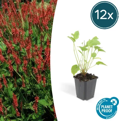 Produktbild von Trendyplants - Persicaria amplexicaulis - 12 Stück - Kerzenknöterich - Winterhart - Höhe 10–30 cm - Topfgröße Ø9cm