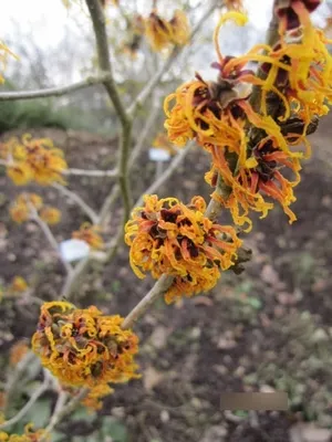 Produktbild von Hamamelis intermedia Winter Beauty - Zaubernuss  - 40-60