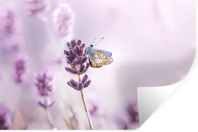 Produktbild von MuchoWow® Wandtattoo Wandsticker Wandaufkleber Lavendel - Schmetterling - Nahaufnahme - Lila 30x20 cm Selbstklebend und Repositionierbar - Wierderverwendbar - Selbstklebend