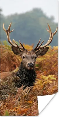 Produktbild von MuchoWow® Poster Hirsch - Baum - Herbst 20x40 cm - Plakat - Foto