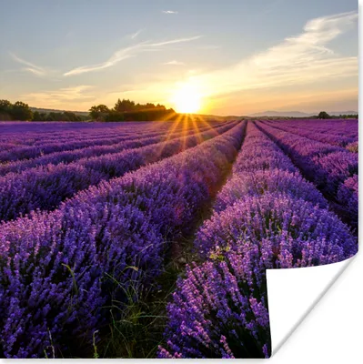 Produktbild von MuchoWow® Poster Lavendel - Blumen - Sonnenuntergang - Lila 50x50 cm - Wohnzimmerdekoration