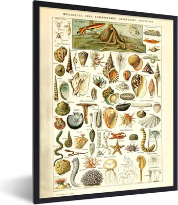 Produktbild von MuchoWow® Gerahmtes Poster Muscheln - Tiere - Meer 60x80 cm - Poster mit Schwarzem Bilderrahmen Wandposter Rahmen Foto Bilder - Premium - Wanddeko Wohnzimmer