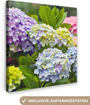 Produktbild von MuchoWow® - Leinwandbilder - Verschiedene Hortensienblüten, Wandbild, Wanddeko Bilder Wohnzimmer, 50x50 cm