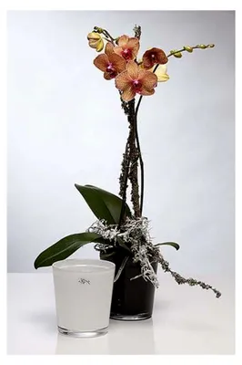 Produktbild von Glas Orchideentopf rund weiß H. 13,5cm D. 12,5cm