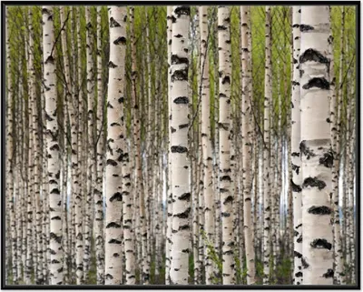 Produktbild von Wallario Wandbild Birkenwald - Baumstämme in schwarz weiß, Größe: 40,30 x 50,30 cm, Poster mit schwarzem Aluminiumrahmen