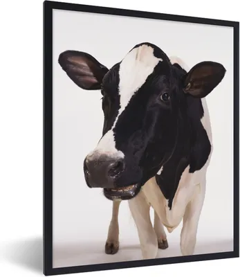 Produktbild von MuchoWow® Gerahmtes Poster Kuh - Weiß - Tiere - Schwarz 60x80 cm - Poster mit Schwarzem Bilderrahmen Wandposter Rahmen Foto Bilder - Premium - Wanddeko Wohnzimmer