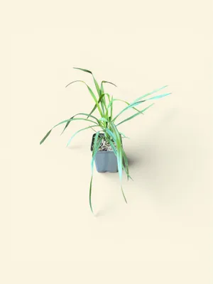 Produktbild von 6 x Yucca filamentosa - Palmlilie | 9x9 cm pot