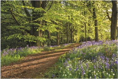 Produktbild von Wallario Wandbild Blaues Hasenglöckchen im Sommerwald, Größe: 61 x 91,5 cm, Poster mit rahmenlosen Bildhalter