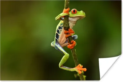 Produktbild von MuchoWow® Poster Rotaugenlaubfrosch im Dschungel 120x80 cm - Bilder