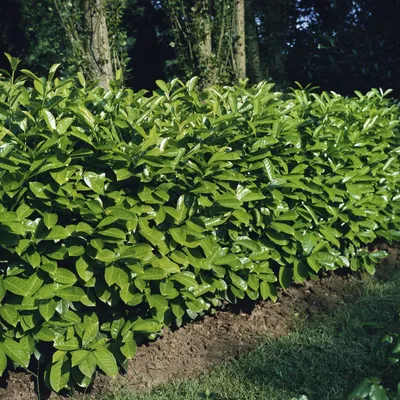 Produktbild von Kirschlorbeer Rotundifolia 60-80 cm, wurzelnackt - Prunus laurocerasus, immergrün