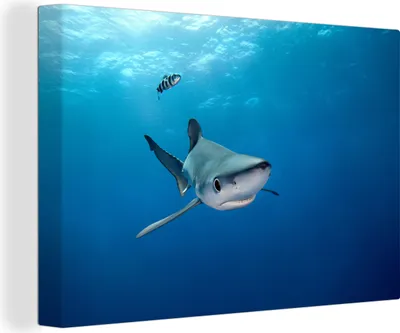 Produktbild von OneMillionCanvasses® - Leinwandbilder - 140x90 cm, Großer Blauer Hai, Wandbilder Kunstdruck Wanddekoration - Foto auf Leinwand - Gemälde auf Holzrahmen