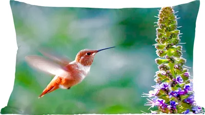 Produktbild von MuchoWow® Zierkissen Sofakissen Wohnzimmer Dekokissen 50x30 cm Vogel - Kolibri - Blume - Wohnzimmerdekoration - Polster mit Photo
