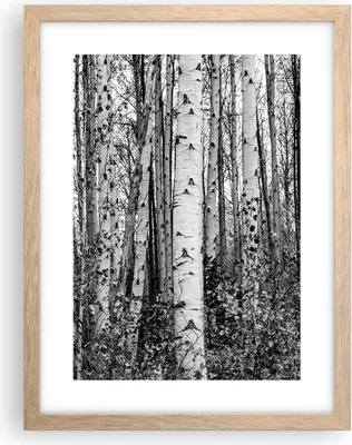 Produktbild von Gerahmtes Poster - Rahmen in heller Eiche - Birken Wald Monochrom - 30x40 cm - Wand Bild - Wanddeko - Wandbilder - Kunstposter - Wandposter - Bilderrahmen - Bilder - Kunstdruck - P2NPA30x40-4643