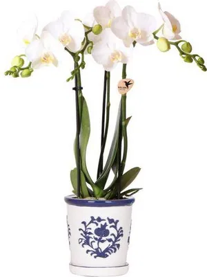 Produktbild von Phalaenopsis Orchidee Weiß 2-3 Stiele im blauen Ziertopf Ø9cm Zimmerpflanze