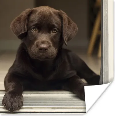 Produktbild von MuchoWow® Poster Niedlicher Labrador Retriever schaut in die Kamera 100x100 cm - Babyzimmer