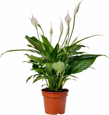 Image de Spathiphyllum Sweet Benito à une seule feuille 60-70 cm – Lys de la paix Plante d'intérieur purificatrice d'air Facile d'entretien