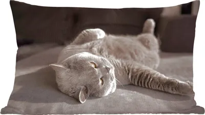 Produktbild von MuchoWow® Zierkissen Sofakissen Wohnzimmer Dekokissen 50x30 cm Tier - Katze - Grau - Wohnzimmerdekoration - Polster mit Photo