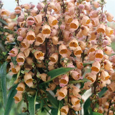 Produktbild von Digitalis parviflora, Fingerhut, bronzefarben, ca. 9x9 cm Topf