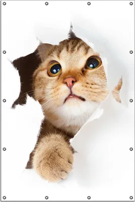 Produktbild von Wallario Outdoor-Poster für Garten oder Balkon, Motiv Katze mit Blick nach oben, in ca. 120 x 180 cm