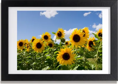 Produktbild von Bild 30x20 MDF-Rahmen, Wandkunst Sunflowers