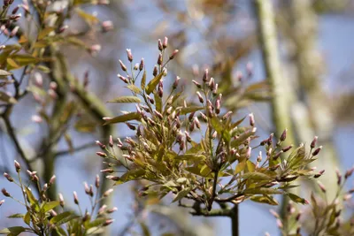Produktbild von Amelanchier arborea 'Robin Hill', Felsenbirne, rosa Blüten, 80–100 cm