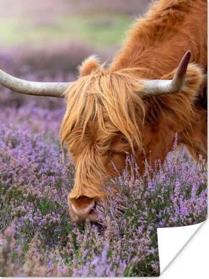 Produktbild von MuchoWow® Poster Schottischer Highlander - Tiere - Heide 60x80 cm - Schlafzimmer Dekoration