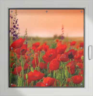 Produktbild von Wallario Lichtschutzbild, Dekorativer Sichtschutz Sonnenschutz 96 x 93 cm mit Motiv: Mohnblumen auf dem Feld - Verdunklung ohne Bohren