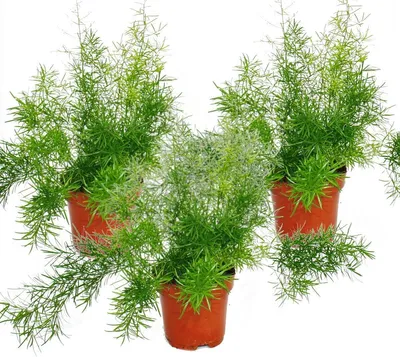 Zdjęcie produktu dla Asparagus densiflorus sprengeri, zestaw 3 sztuk