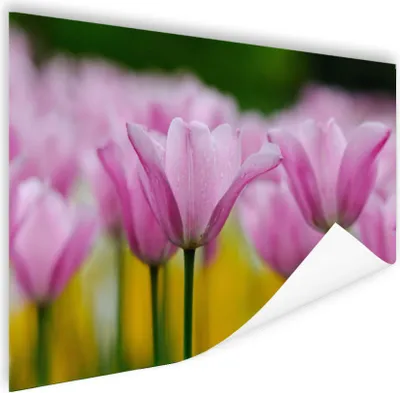 Produktbild von MuchoWow® Poster Blumen - Tulpen - Rosa 180x120 cm - Fotoplakat