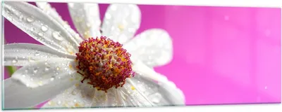Produktbild von Bilder auf glas - Blume frühling garten - 90x30cm - Glasbilder - Wandbilder - Kunstdruck - zum Aufhängen bereit - Wanddekoration aus Glas - Glas Bilder - Wandbild auf Glas - Einteilig - GAB90x30-2469