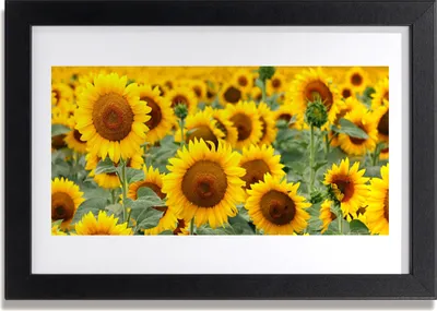 Produktbild von Bild 30x20 MDF-Rahmen Wandkunst Pflanze Sonnenblumen Natur