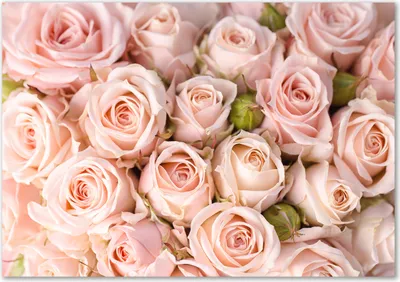 Produktbild von Tulup® Leinwandbild - 100x70 cm - Wandkunst - Drucke auf Leinwand - Leinwanddruck  - Blumen & Pflanzen - Rosa - Rosen
