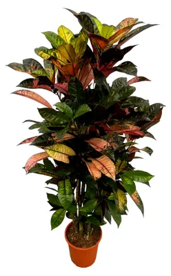 Produktbild von Codiaeum Iceton verzweigt - Croton - Zimmerpflanze - Höhe 110-130 cm - Topfgröße Ø21 cm