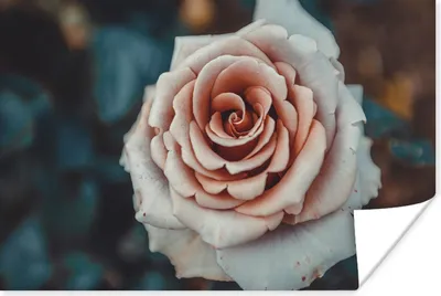Produktbild von MuchoWow® Poster Blume - Weiß - Rosa 180x120 cm - Fotoplakat