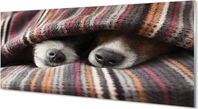 Produktbild von Glasbilder 125x50 Wandkunst schlafende Hunde