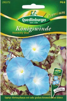 Produktbild von Königswinde, Heavenly blue