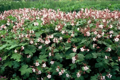 Produktbild von Geranium macrorrhizum 'Spessart' Bodendecker 24 Pflanzen Ø9cm 10 25cm Weiß Deko