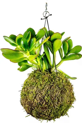 Obrázok produktu pre Gardners Kokedama Crassula (XL)