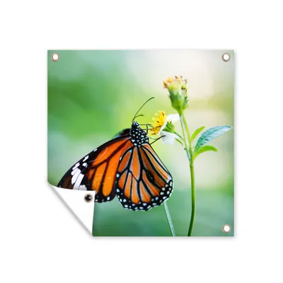 Obrázek produktu pro MuchoWow® Zahradní plakáty - Motýl - Květiny - Hmyz - 50x50 cm - Zahradní dekorace