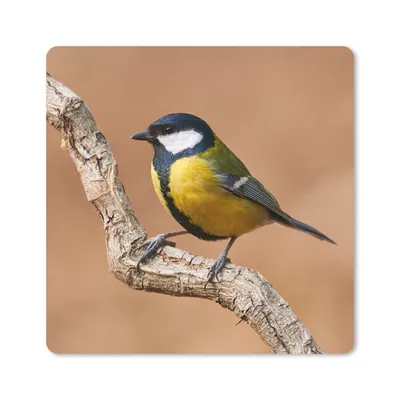 Produktbild von MuchoWow® Mauspad Mousepad Vogel - Kohlmeise - Zweige 30x30 cm - Mousepads - Maus Mat - Pad - Mausunterlage - Gaming