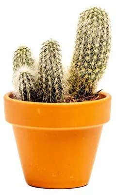 Obrázek produktu pro Gardners Cleistocactus strausii, průměr 6 cm
