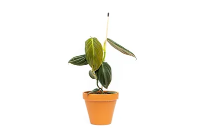 Zdjęcie produktu dla Gardners Philodendron Gigas, průměr 12 cm