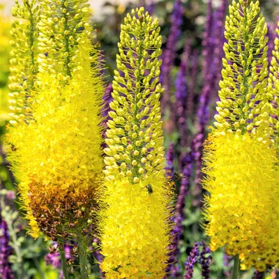 Zdjęcie produktu dla Eremurus Pustynnik Himalajski Moneymaker 1 szt sadzonka sadzonki
